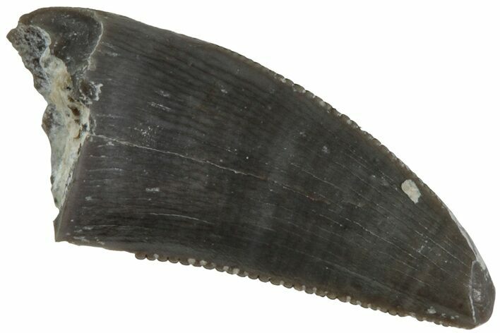 Serrated, Triassic Reptile (Postosuchus?) Tooth - Arizona #231189